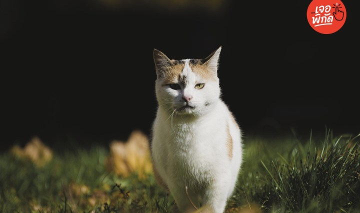 10 กลิ่นที่แมวไม่ชอบ วิธีไล่แมวแบบปลอดภัย ได้ผล