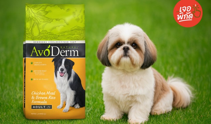 10 วิตามินและอาหารเสริมสำหรับสุนัข ยี่ห้อไหนดี 2025 บำรุงสุขภาพครบด้าน ให้น้องหมาแข็งแรง