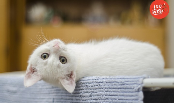 อาหารเม็ดสำหรับแมวเป็นโรคไต ยี่ห้อไหนดี? เค็มน้อย ปลอดภัยต่อเจ้าเหมียว