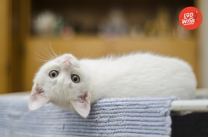 อาหารเม็ดสำหรับแมวเป็นโรคไต ยี่ห้อไหนดี? เค็มน้อย ปลอดภัยต่อเจ้าเหมียว