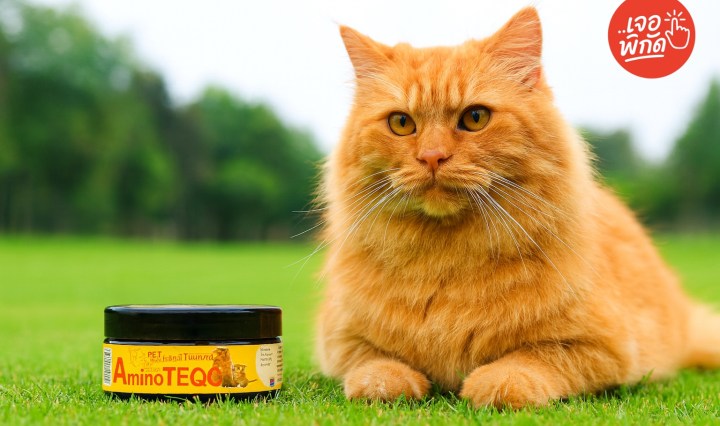 10 วิตามินและอาหารเสริมสำหรับแมว ยี่ห้อไหนดี 2025 บำรุงครบจบทุกปัญหา