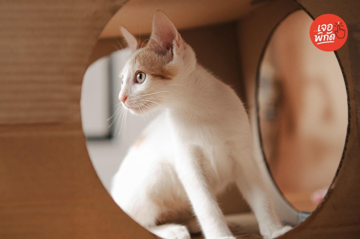 แมวท้องเสีย รักษาเบื้องต้นอย่างไร?