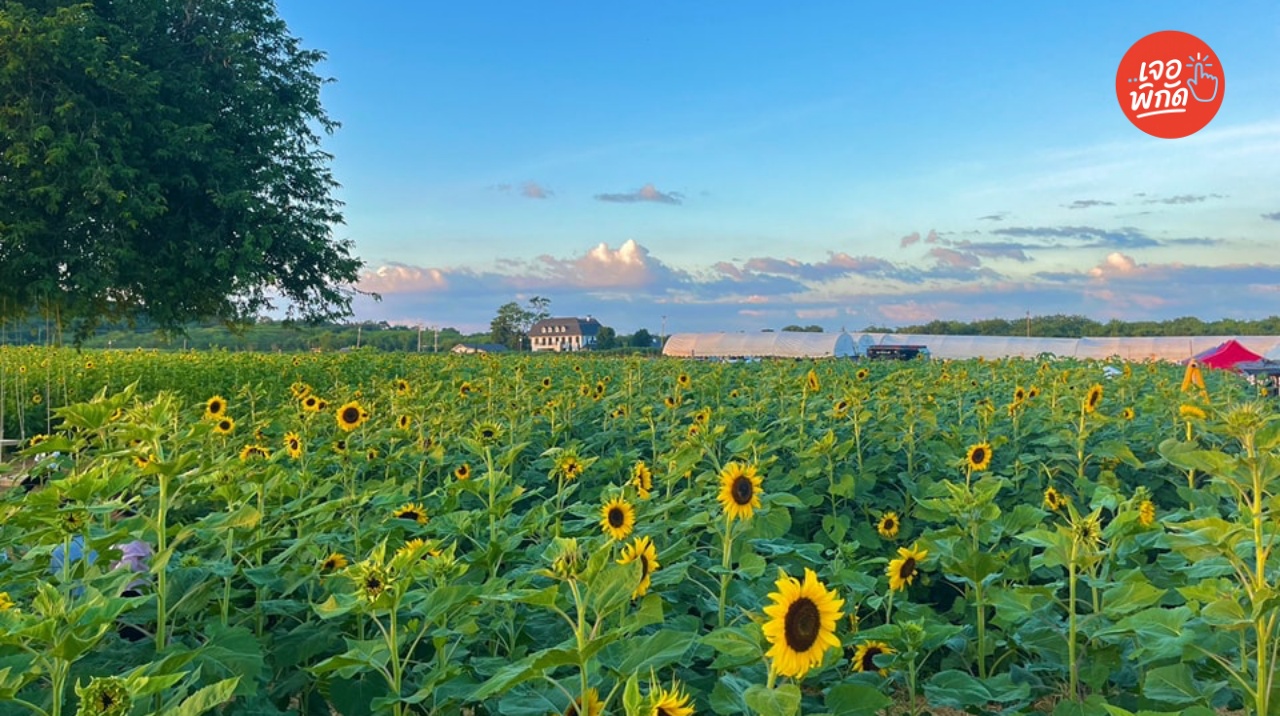 🌻 ไร่มณีศร ที่เที่ยวแนวธรรมชาติสุดฮิต สูดอากาศดี ท่ามกลางขุนเขาเขาใหญ่
