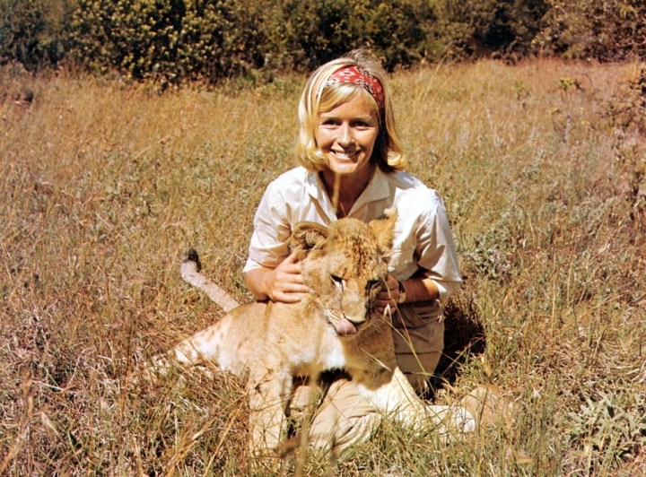 หนังสิงโต เรื่อง Born Free (1966)