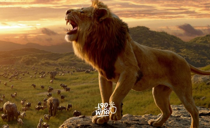 10 หนังเกี่ยวกับสิงโต ทั้งคนแสดงและ Live Animation ที่สนุก น่าติดตาม