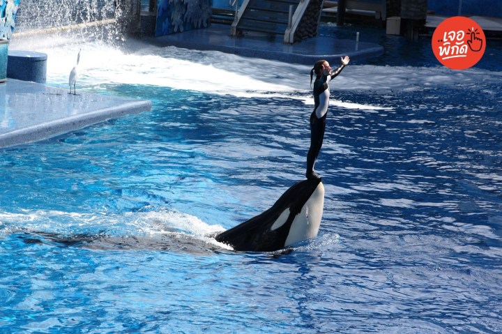 10 หนังเกี่ยวกับวาฬเพชฌฆาต แอ็กชันผจญภัย