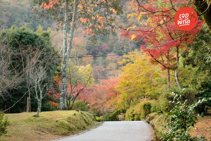 เที่ยวญี่ปุ่นหน้าหนาว ตามล่า "ใบไม้แดง" มหัศจรรย์แห่งฤดูกาล
