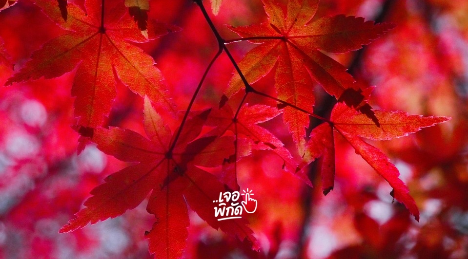 เที่ยวญี่ปุ่นหน้าหนาว ตามล่า "ใบไม้แดง" มหัศจรรย์แห่งฤดูกาล