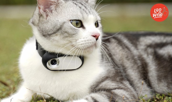 10 กล้องดูแมว-สุนัขอัตโนมัติ ยี่ห้อไหนดี ปี 2568