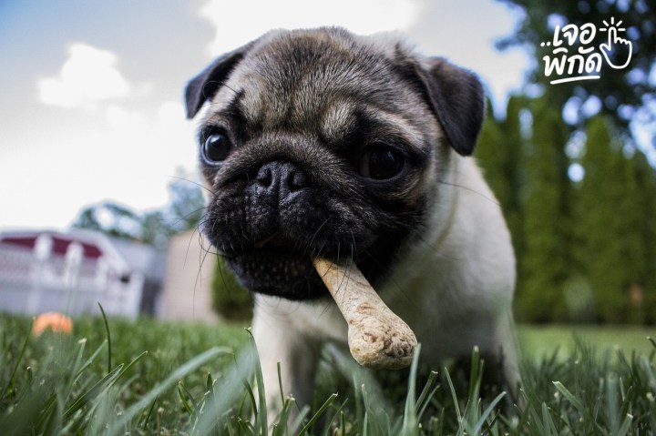 สุนัขไม่กินข้าว อยู่ได้กี่วัน? สัญญาณอันตรายและเมื่อไหร่ที่ต้องรีบพบแพทย์ฉุกเฉิน!