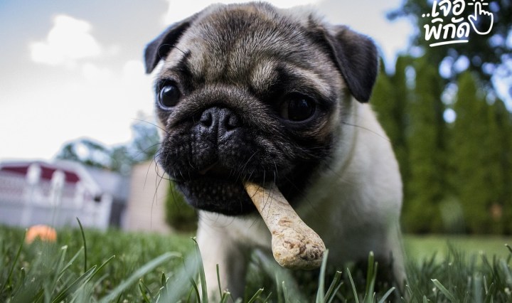 อาหารอะไรที่เหมาะสำหรับสุนัข? คู่มือโภชนาการที่ถูกต้องเพื่อสุขภาพที่ดีและอายุยืนยาว!