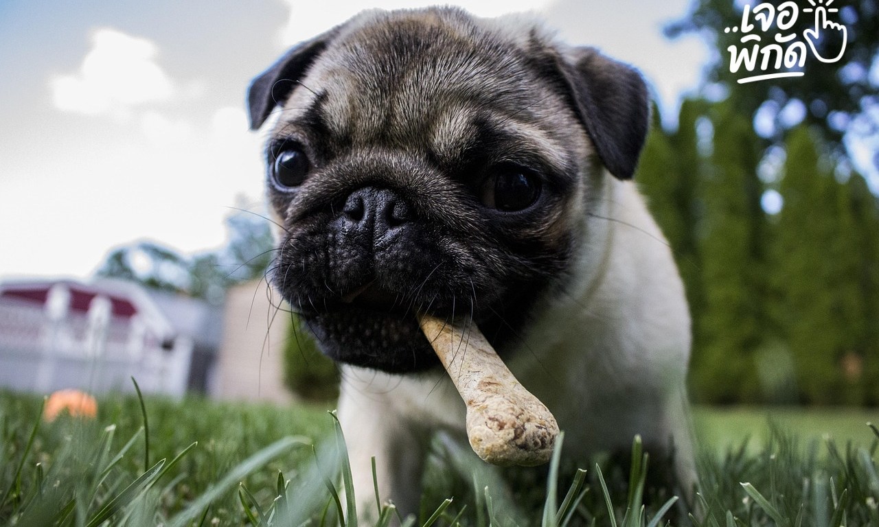 อาหารอะไรที่เหมาะสำหรับสุนัข? คู่มือโภชนาการที่ถูกต้องเพื่อสุขภาพที่ดีและอายุยืนยาว!
