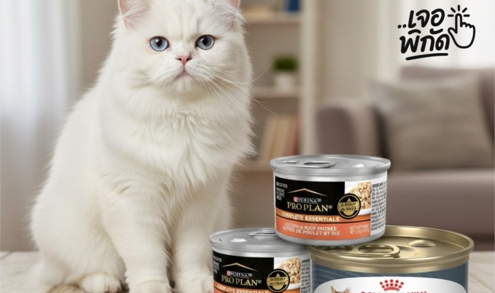 อาหารเปียกแมว มียี่ห้อไหนบ้าง? ที่ทาสแมวเลือกกัน