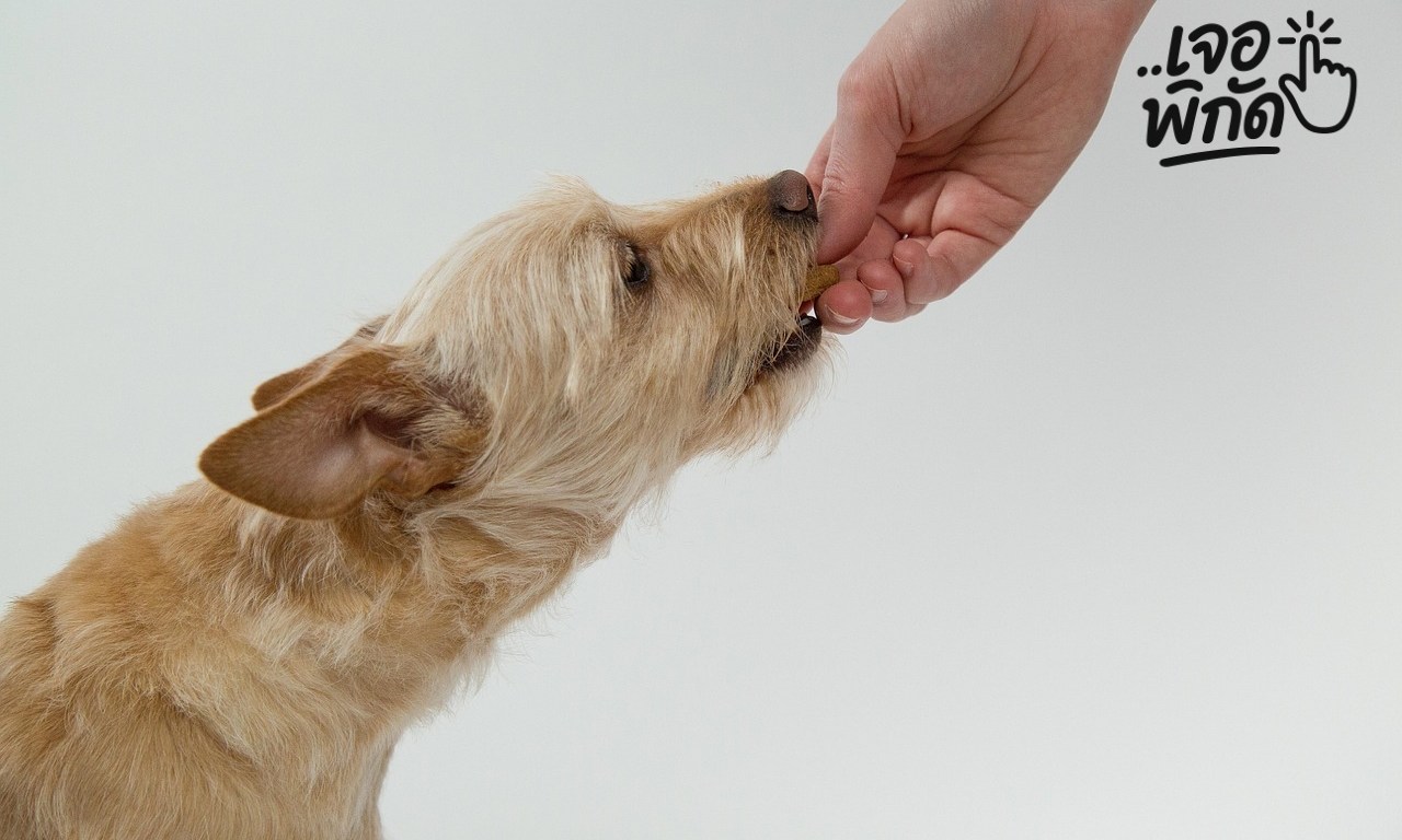 สุนัขไม่กินข้าว อยู่ได้กี่วัน? สัญญาณอันตรายและเมื่อไหร่ที่ต้องรีบพบแพทย์ฉุกเฉิน!