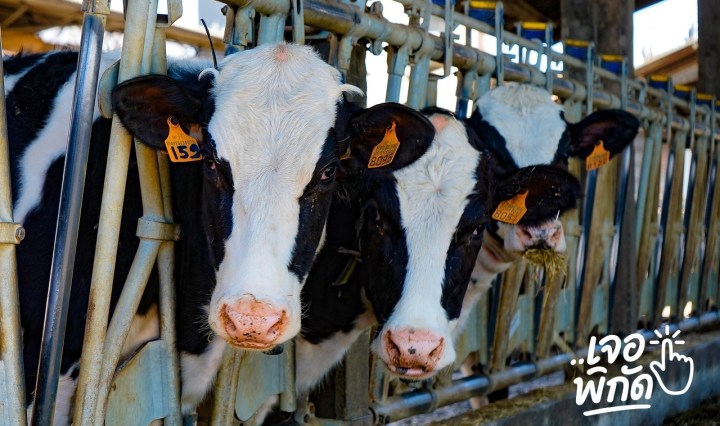 นมโค ยี่ห้อไหนดี