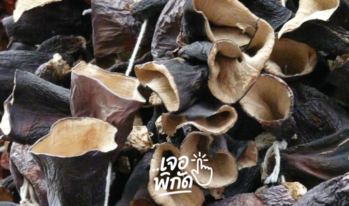 รู้จักสรรพคุณ "เห็ดหูหนูดำ" และอันตรายถ้ากินช่วงกลางคืน