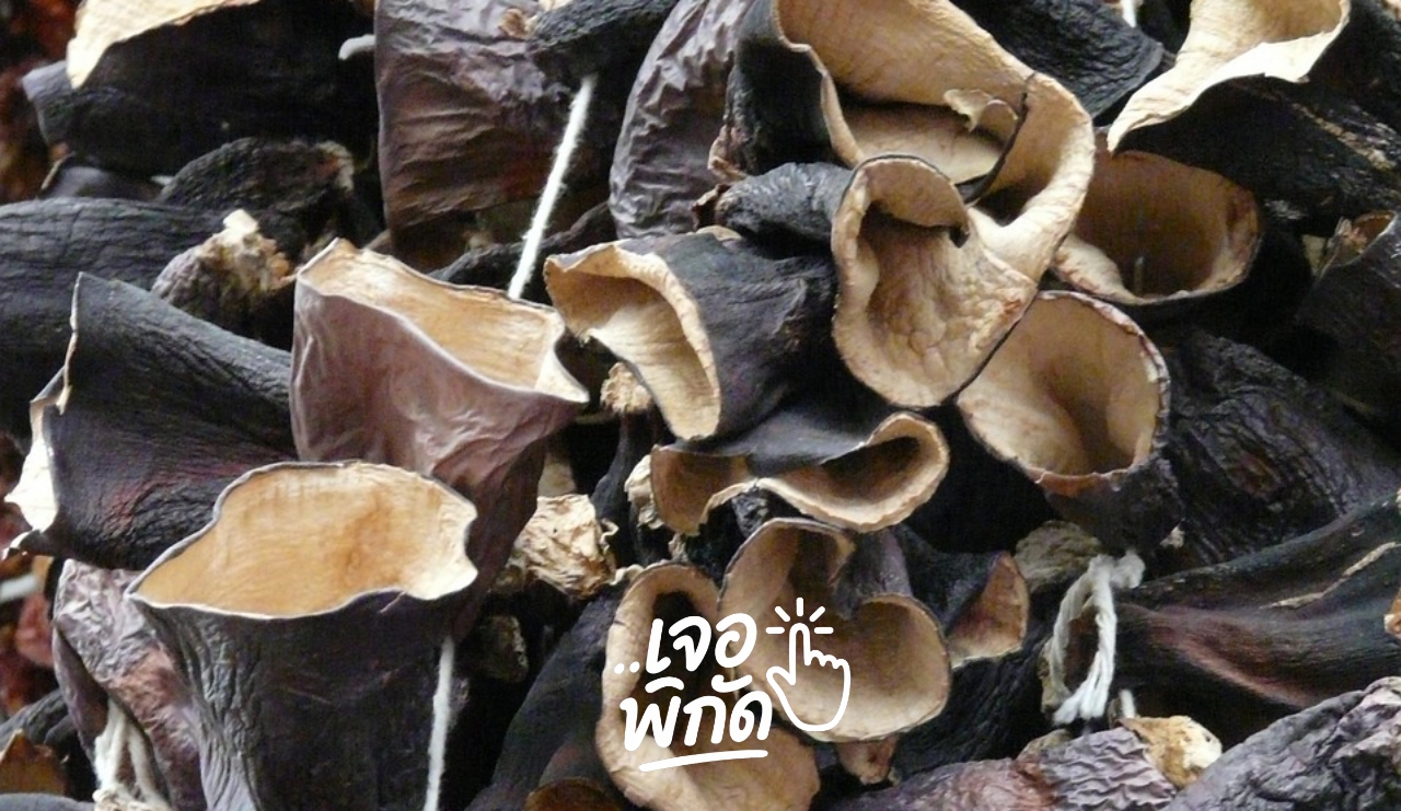 รู้จักสรรพคุณ "เห็ดหูหนูดำ" และอันตรายถ้ากินช่วงกลางคืน