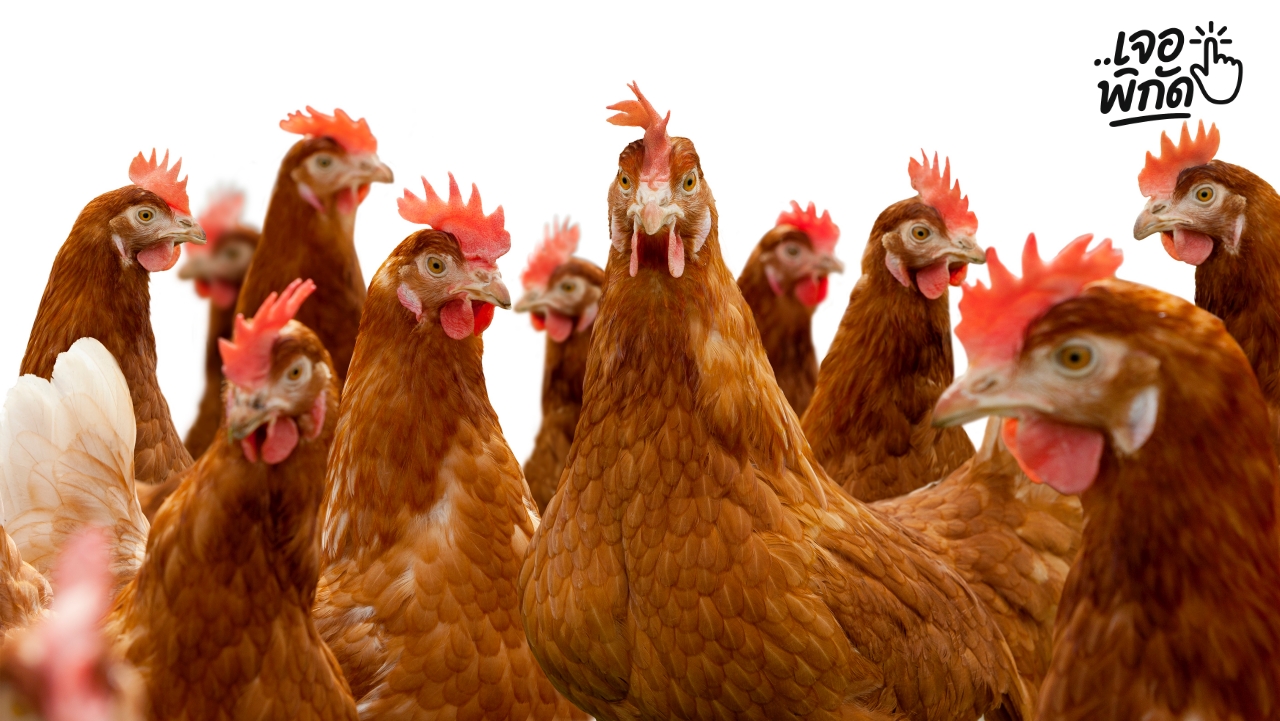 3 สายพันธุ์ไก่ไข่ เลี้ยงในบ้านเดี่ยวได้ ตัวเมียขันเบา