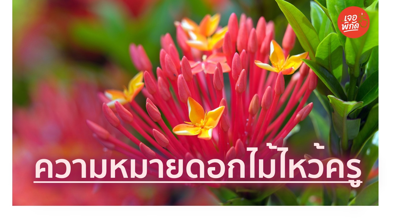 ดอกไม้ไหว้ครูใช้อะไรบ้าง? พร้อมความหมายทั้ง 4 อย่าง